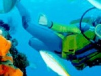 diving-150x150